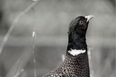 WildesWeingarten-V-01