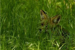 WildesWeingarten-V-06