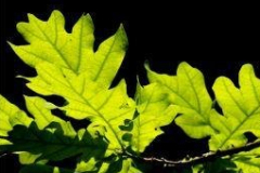 WildesWeingarten-V-10