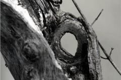 WildesWeingarten-V-11