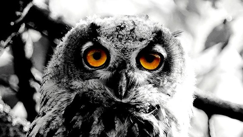 Portrait eines Uhus in schwarz-weiß