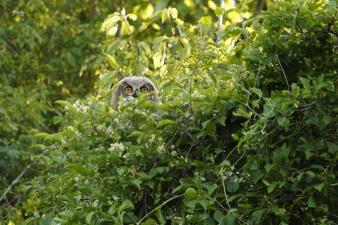Junger Uhu schaut nur mit den Augen aus einem Busch heraus
